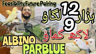 9 lac kamao 12 hazar lgao | Albino into parblue  | feasibility future pairing of lovebirds