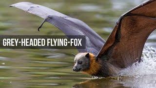 Grey Headed Flying Foxes - Slowmotion and dipping behaviour