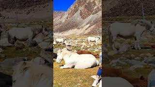 Chilling with Horses in Ladakh🩷#shorts #travel #ladakh #leh #horses #mountains