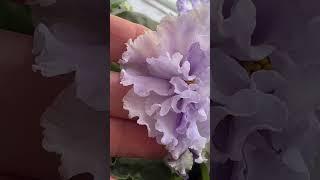 ЧТОБЫ ФИАЛКИ ЦВЕЛИ ВСЮ ЗИМУ