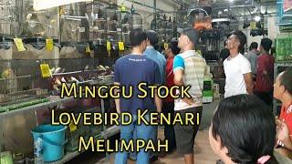 Hari Minggu Ready Lovebird Kenari Melimpah