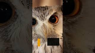 What Does Seeing BROWN OWLS Mean?