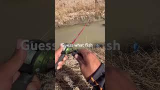 Fish on #fishingvideo #fishingvideos #bigfishvideo #bigfishvideo #creekfishing #fishinggoals