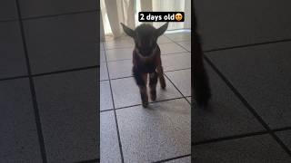 Cutest goat you will ever see ️ #goatsofyoutube #goats #farmlife #babygoats