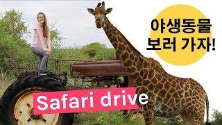 집주변 사파리 가자~ South African safari vlog (EngSub)