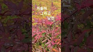 겨울비&남천     #겨울비     #남천     #Korea