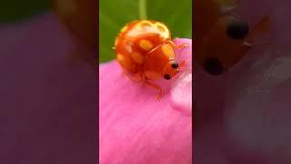 How does A Ladybird Beetle Drink Water? Rare Moments. #shorts