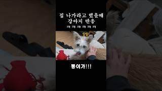 나가살아!! 라고 했을때 강아지 반응 ㅋㅋㅋㅋㅋ #순둥이 #믹스견 #뽕이