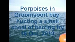 Porpoises in Groomsport , Belfast Lough,  Bangor County Down  Ireland