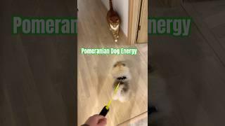 Pomeranian is very active little dog  #funny #pomeranian #catanddog