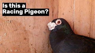 Am I breeding Almond Racing Pigeons?