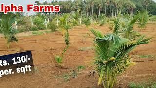 farmland for sale in tamilnadu || kanchipuram || fully developed || Alpha farms