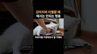 강아지와 이별할 때 해서는 안되는 행동