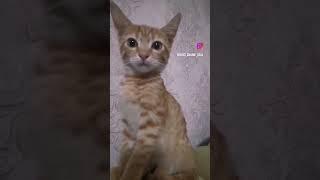 когда кошка, кот #забавныеживотные #смешныеживотные #киса #котики #котикивидео
