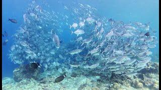 Diving Sipadan In 2024