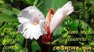 কেউমূলের ফুল|Some roots flowers|Crepe ginger flowers|Cheilocostus flowers