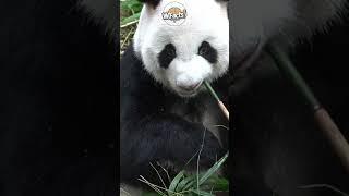 Uncovering the Truth About Pandas: Nature’s Clumsiest and Most Adorable Creatures!
