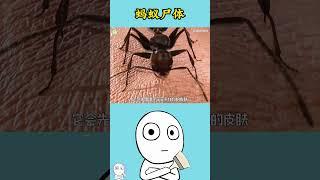 蚂蚁死亡后，尸体竟然会被同伴这样处理！#涨知识 #知识分享 #有趣的知识