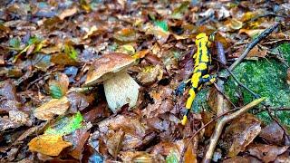 Finding porcini mushrooms after 100 ml of RAIN - EXTREME WEATHER SALAMANDERS and dream mushrooms