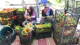 Girişimci kadınlar kooperatif ile kalkınıyor