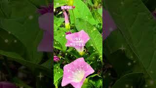 황영웅️#나팔꽃 #메꽃 나팔꽃 #순우리 야생화 꽃