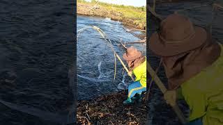 1.3m views village net fishing #2024 #viralvideo #fishing #wildlife #village #ytshortsindia