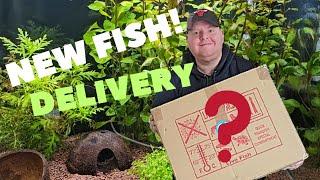 Unboxing Some Very Rare Fish #rarefish #cichlids #fishtank