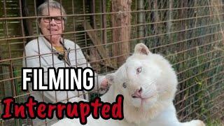 Filming INTERRUPTED with Eros the white tiger !