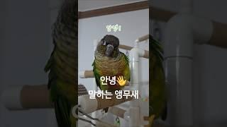 안녕 말하는 앵무새 김장군   #코뉴어 #말하는앵무새 #앵무새 #앵집사 #그린칙 #옐로우사이드 #썬칙 #집사 #반려동물 #conure #parrot #greencheek #pets
