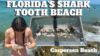 Best Florida Beach to find Shark Teeth: Caspersen Beach