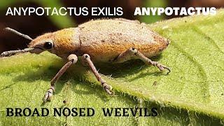 Anypotactus|Broad nosed weevils|Anypotactus Exilis