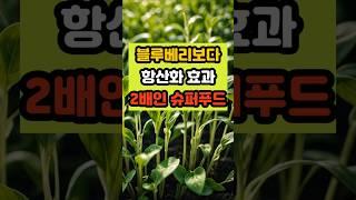블루베리보다 항산화 효과 두 배인 슈퍼푸드