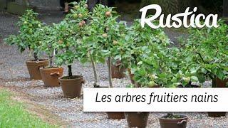 Des arbres fruitiers nains, en pot dans un petit espace