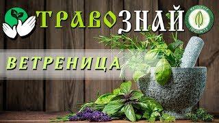 Антибиотики не помогают? Обратитесь к ветренице!