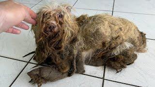 THE WORST DOG CONDITION I HAVE EVER SEEN IN MY LIFE (as a dog groomer)