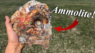 Definitely Was Not Expecting THIS! Huge Ammolite Covered Ammonite, Baculites, Crystals, and More!