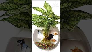 Popular Water Loving Indoor Plants #youtubeshorts #shortsviral .