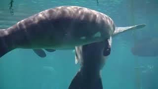 Manatees In Florida/Lamantins