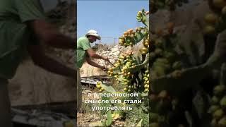 Кто такие дети-КАКТУСЫ? #израиль