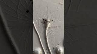 Relaxing Art  #relaxingartvideo #artvlog #klever