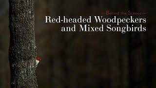 Red-headed Woodpeckers and Mixed Songbirds - Behind the Scenes