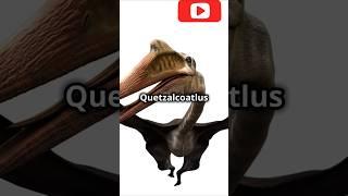 QUETZALCOATLUS The sky's Prehistoric Gaint #quetzalcoatlus #wildlife #facts #viralvideo #viralshorts