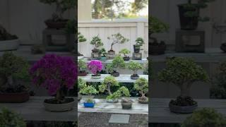Bonsai trees are rad #bonsai #bonsaitree #bonsaigarden #howtobonsai #gardening #beginnerbonsai