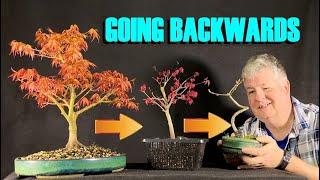 The Benefits of Going Backwards in Bonsai