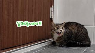 말 잘 듣는 착한 고양이 목욕도 잘할까요?ㅣ(ENG) FourCat냥