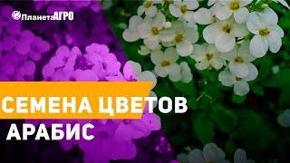  Семена цветов Арабис, Резуха  Планета Агро