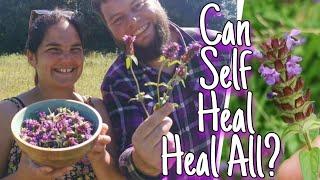 Self Heal - Everything You Need To Know & How to Use This Healing Wild Herb  (prunela vulgaris)