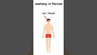 anatomy and body in Persian #farsi #vocab