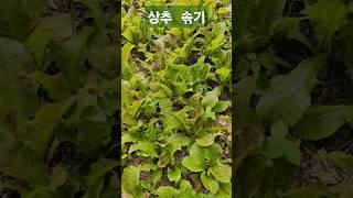[시대밑줄] 잼모닝+1. 상추를 솎듯 쓸놈 몹쓸놈 잘 가려내자!! #상추 #상추솎기 #솎아내기 #진짜대한민국 #지금은이재명 #제21대대통령이재명 #더불어민주당