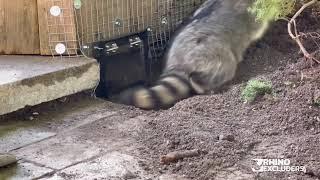 Rhino Excluders™ R108 Raccoon One Way Door - Get rid of raccoons easily